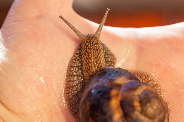 gastropod