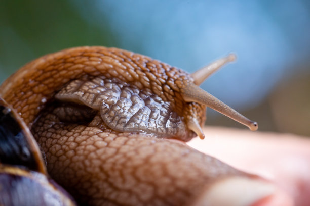 gastropod