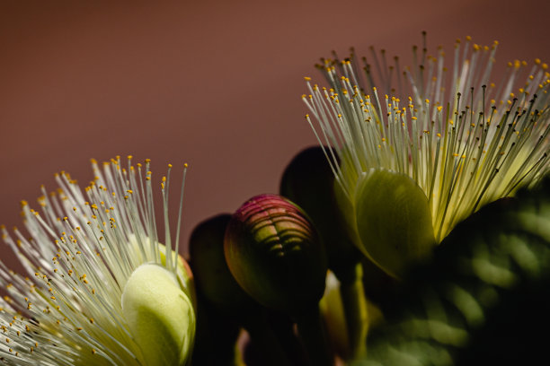 stamens