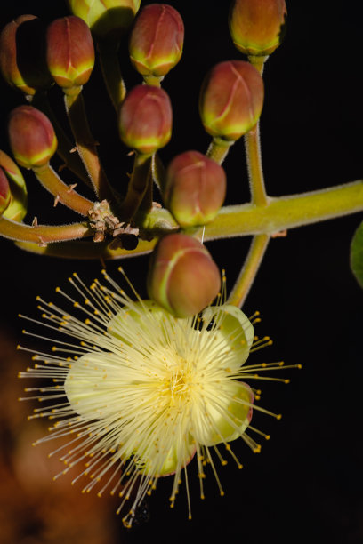 stamens