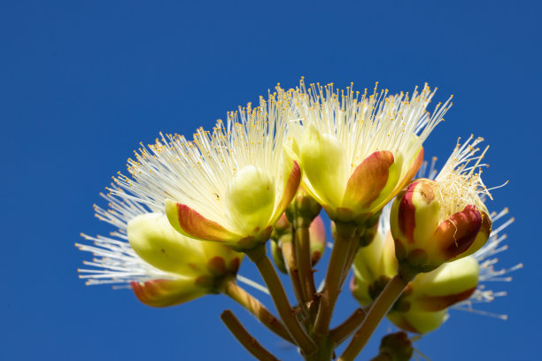 stamens