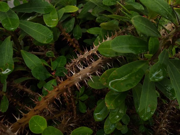 prickly