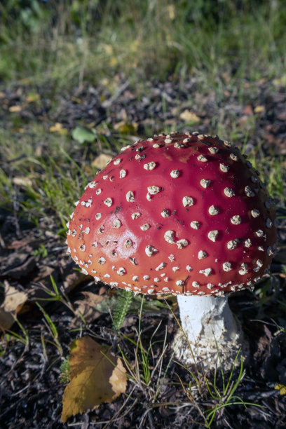 amanitaceae