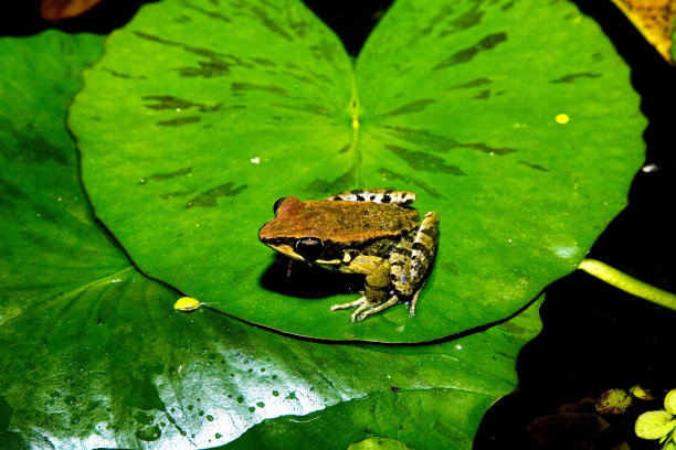 dendrobates