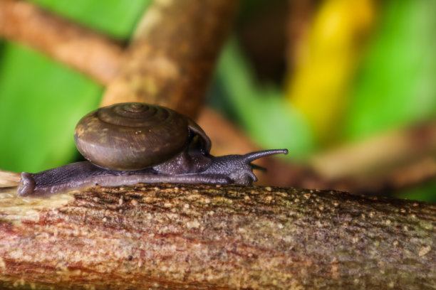 gastropod