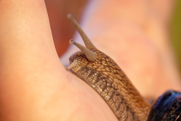 gastropod