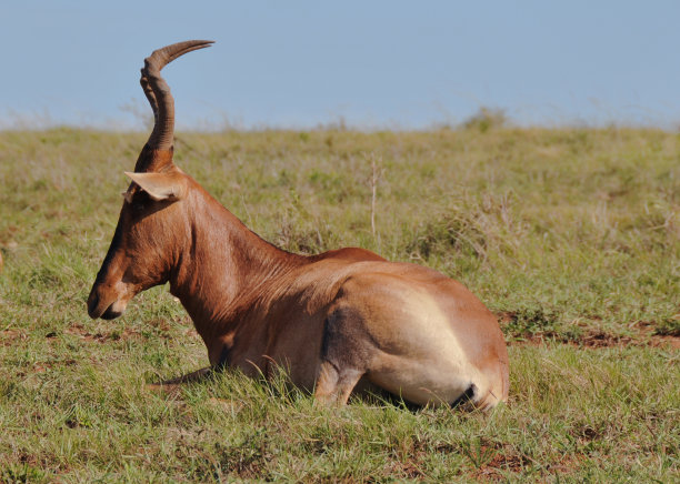 antelope