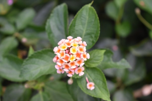 lantana