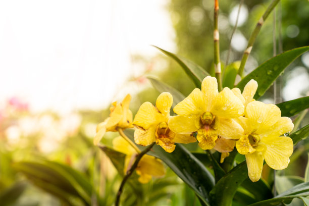 cymbidium
