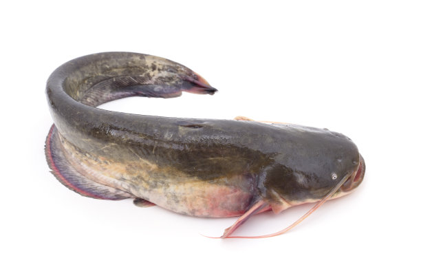 catfish