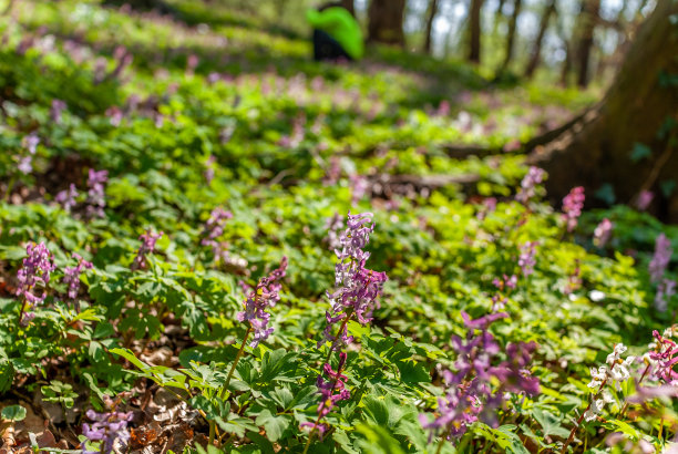 corydalis