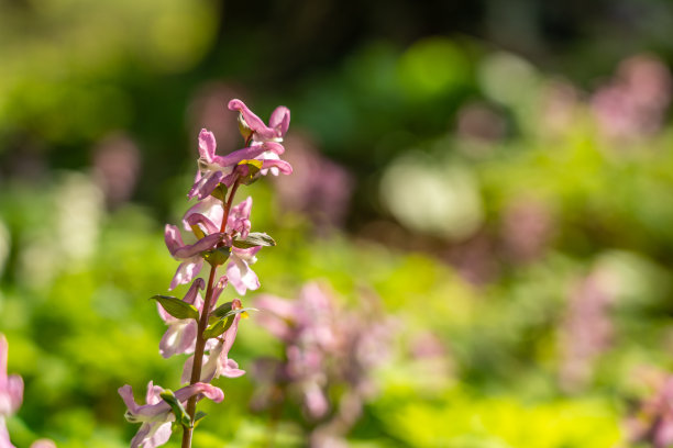 corydalis