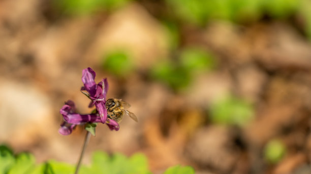 corydalis