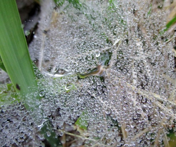 wispy