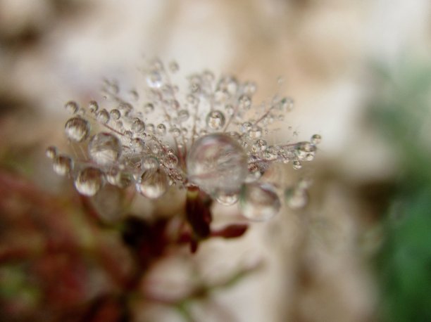 wispy