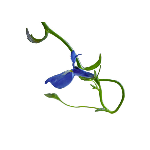 lobelia