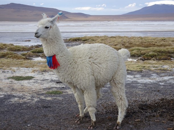 llama