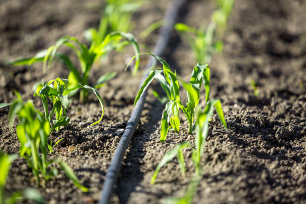 irrigation