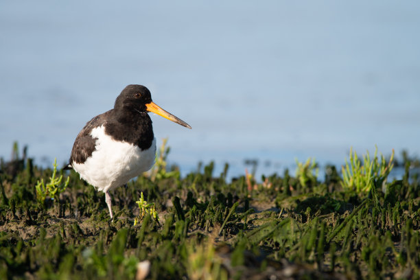 haematopus