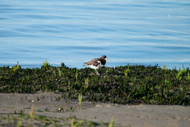 haematopus