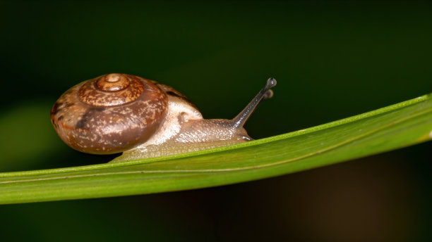 gastropod