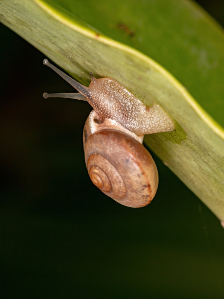 gastropod