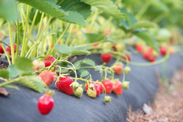 草莓种植技术