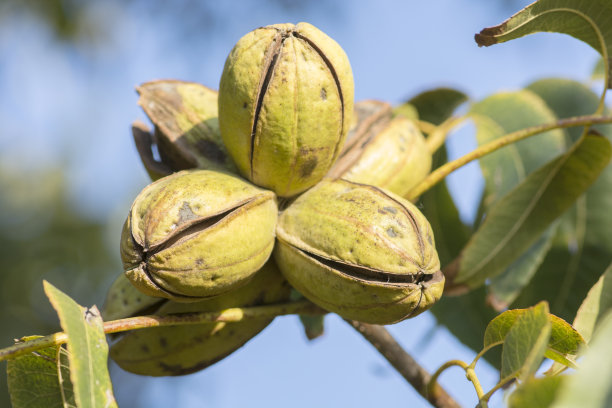 pecan