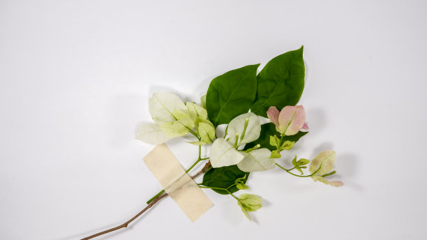 花卉胶带