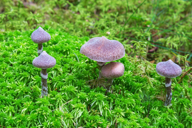 cortinarius