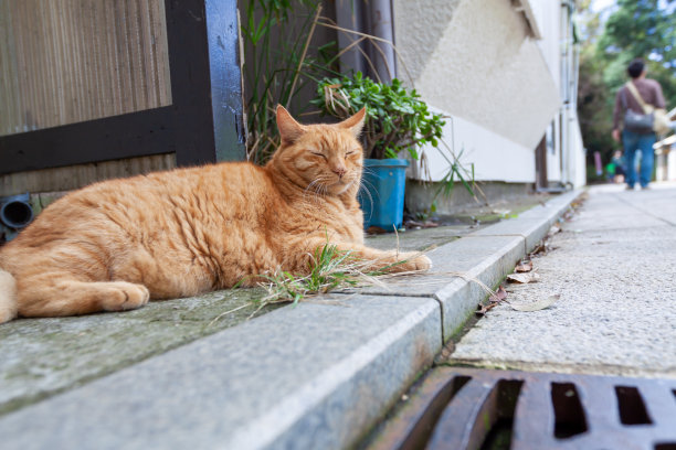 夏日日本小巷