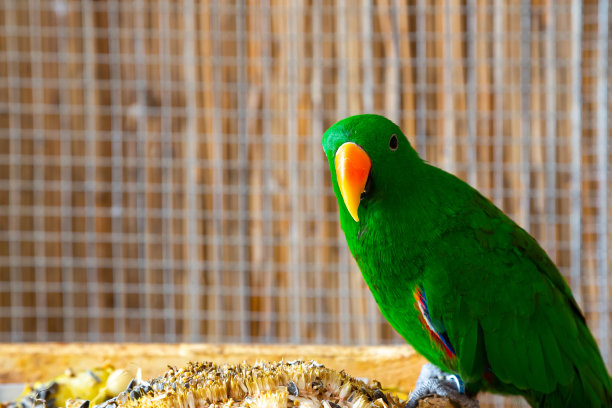 eclectus
