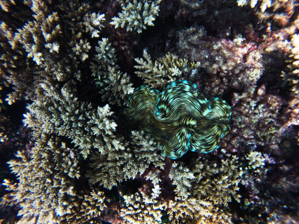 tridacna