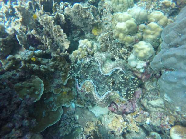tridacna