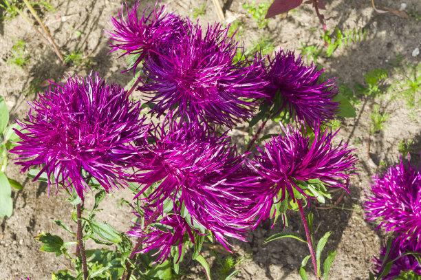aster