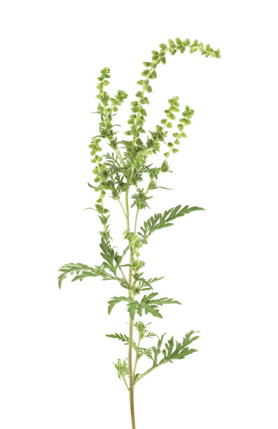 wormwood