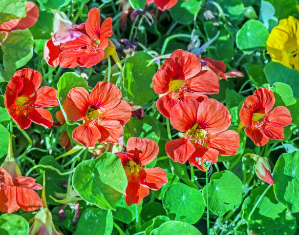 nasturtium