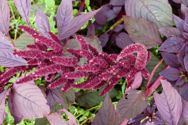 gomphrena