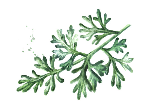 mugwort