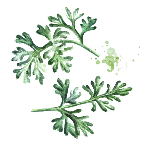 mugwort