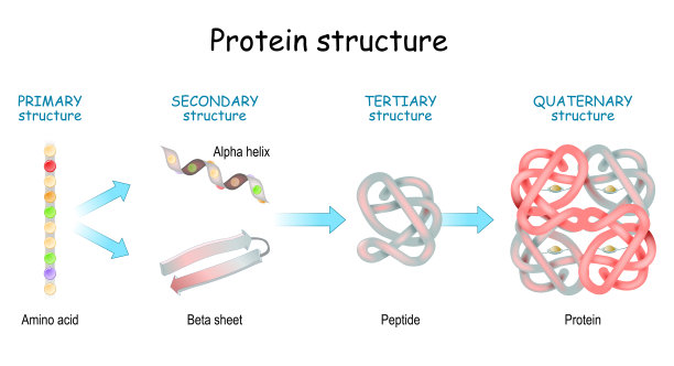 protein
