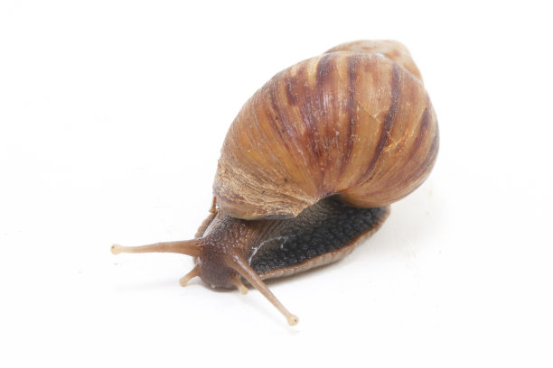 gastropod