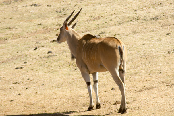 antelope