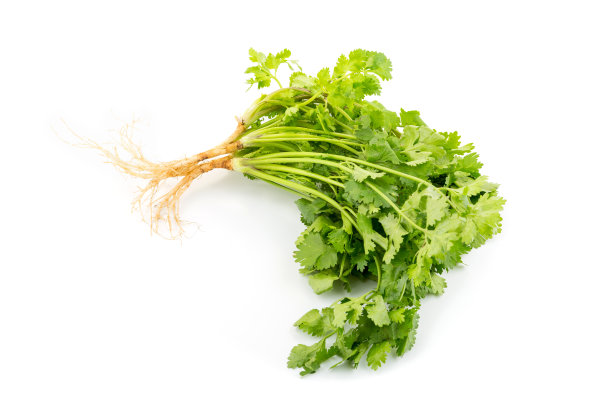 cilantro