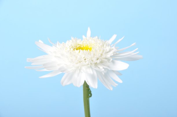 marguerite
