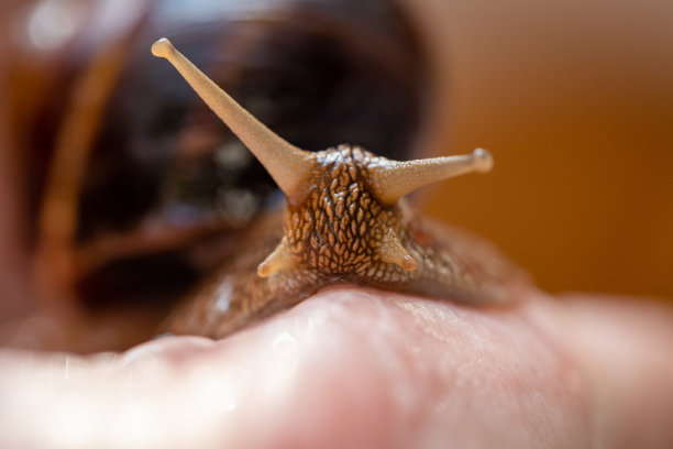 gastropod