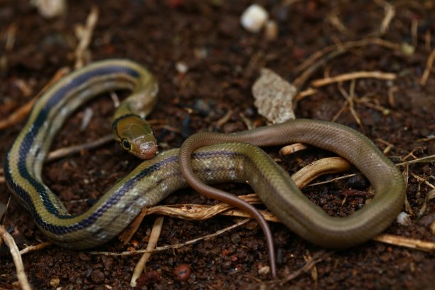 copperhead
