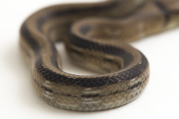 copperhead