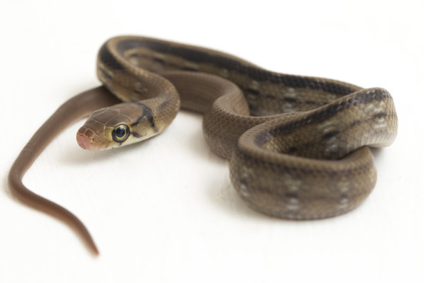 copperhead