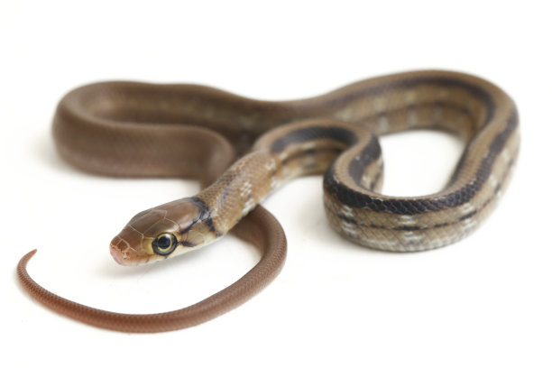 copperhead